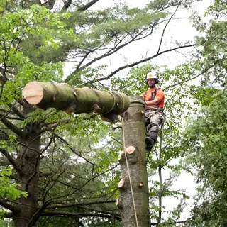 Abattage d’arbre 59
